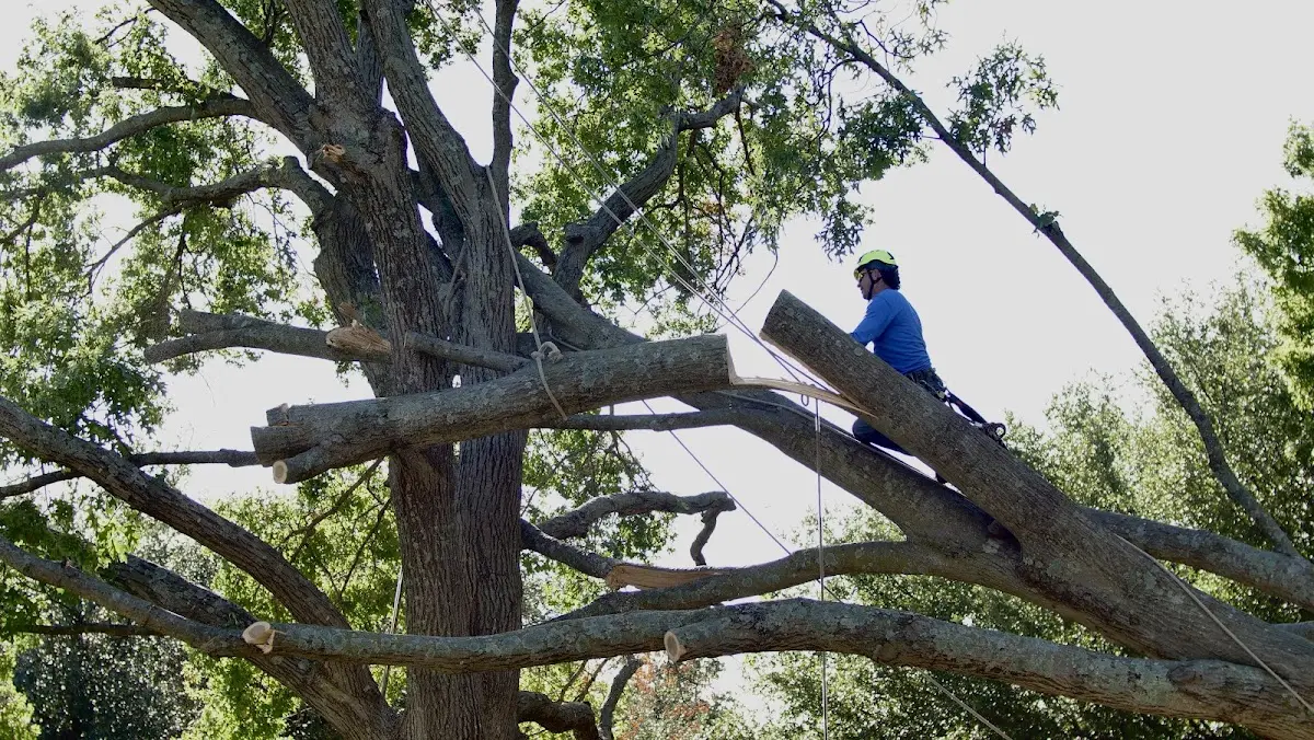 Professional Crown Thinning performed by certified arborists in Pilot Point